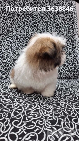 Ши тцу, снимка 3 - Ши Тцу - 52864498