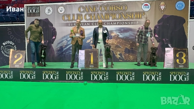 Cane Corso ELITE, снимка 9 - Кане корсо - 52355264