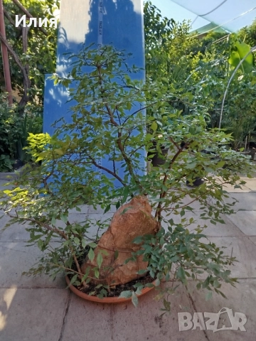 Бонсай заготовка тип гора от Бряст , снимка 6 - Градински цветя и растения - 51471172