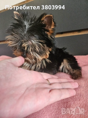Мини Принцеса от родословни родители. , снимка 4 - Йоркширски териер - 53683061