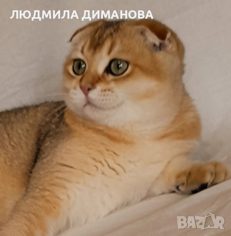 Шотландски златни чинчили. , снимка 13 - Британска късокосместа - 53387343