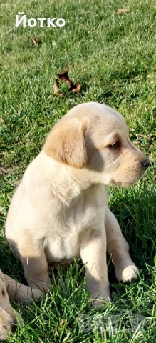Лабрадор ретривър 
