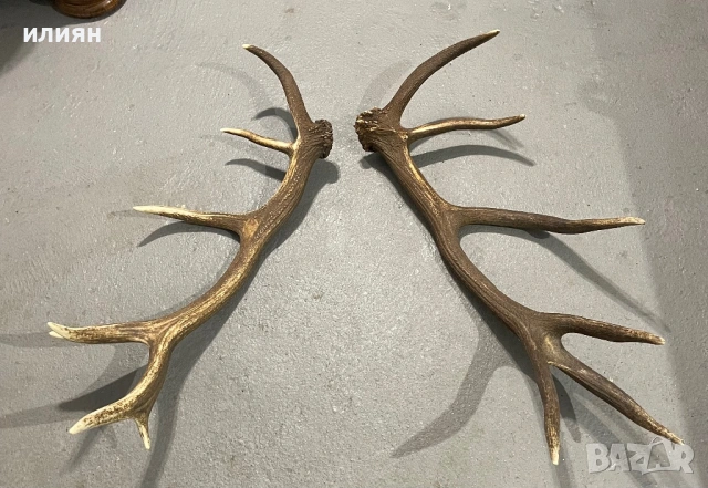 Рог елен 2, снимка 6 - Други ценни предмети - 53857319