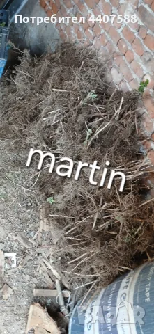 Разсад ягоди целогодишни , снимка 18 - Разсади - 49884414