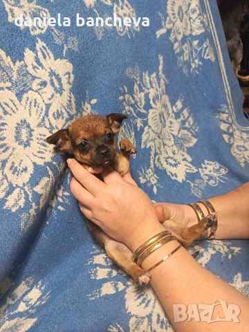 пинчери- едно мъжко