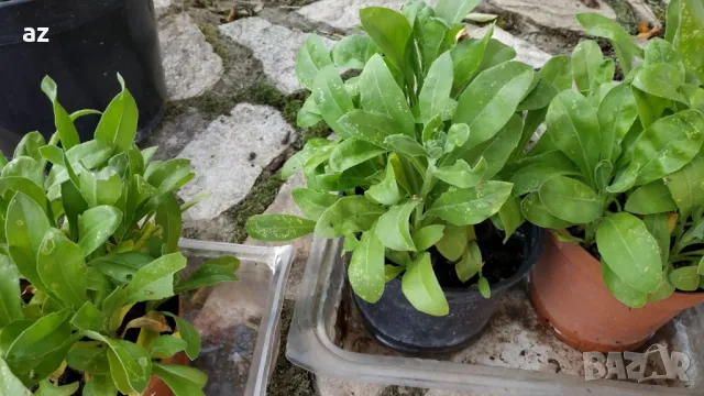 разсад невен, снимка 11 - Разсади - 50385062