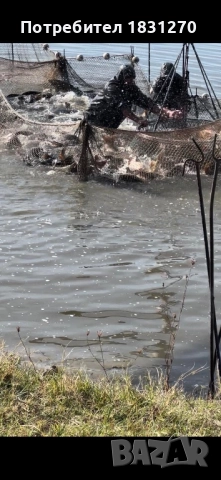 Жива риба доставка на място, снимка 2 - Други животни - 52578620