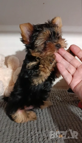 Мини йоркширски териер , снимка 6 - Йоркширски териер - 53051089