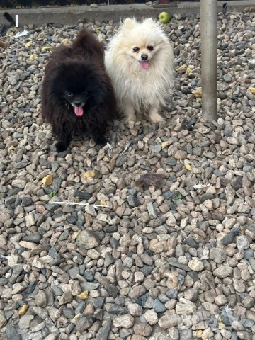 Померани, снимка 3 - Померан - 51079111