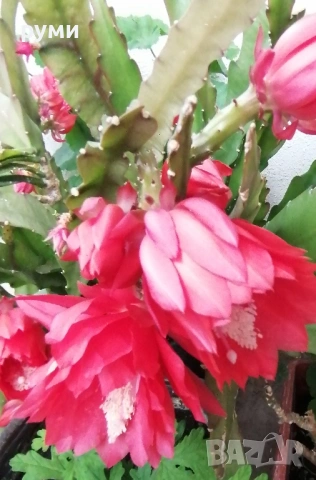 Розов ,червен  , бял и жълт епифилум, снимка 3 - Стайни растения - 43055914