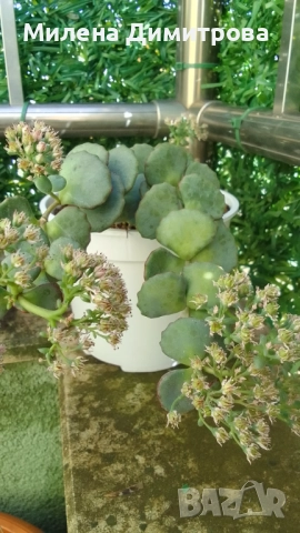 Седум Сиеболди - Японска коприна , снимка 2 - Стайни растения - 51656938