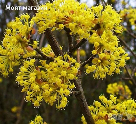 Жълт Дрян, снимка 5 - Градински цветя и растения - 53630568