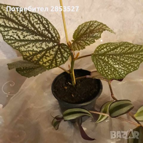 Комплект Бегонии и Традесканция, снимка 5 - Стайни растения - 45658454