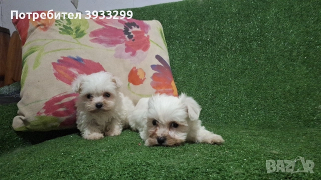 малтийска болонка мини болонки , снимка 10 - Болонка - 53410962