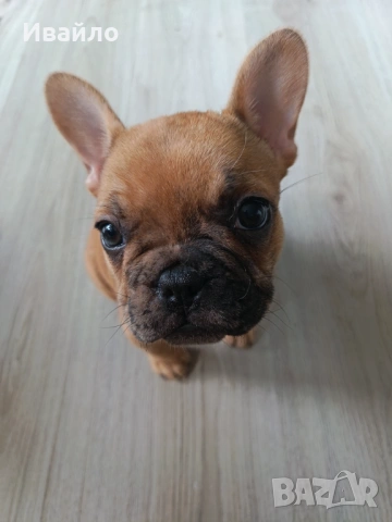 Френски булдог пясъчно мерле, снимка 8 - Френски булдог - 53866669