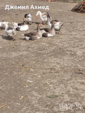 Гъски пилета ярки носачки