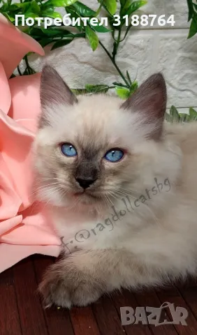 Регдол / Ragdoll , снимка 5 - Други - 47232294