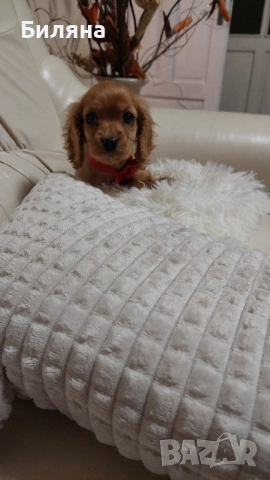 кокер шпаньолчета , снимка 4 - Кокер шпаньол - 52404650