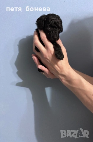 Мини пуделчета