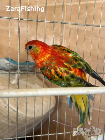 Розели 2025г , снимка 4 - Папагали - 54239373