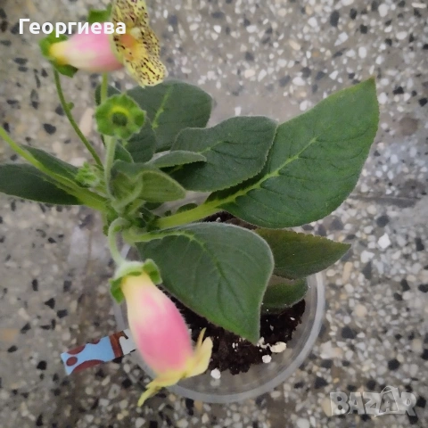 колерия растения , снимка 9 - Стайни растения - 51619779