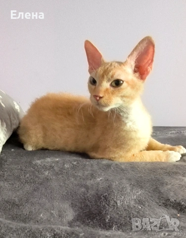 Браш къдравокос момче с родословие, снимка 4 - Сфинксове - 53047560