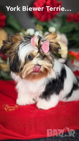 Йоркширски Териер! Baby face принцесса с родословие 