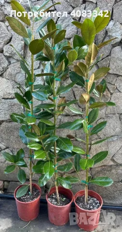 Магнолия грандифлора, снимка 3 - Градински цветя и растения - 49787576