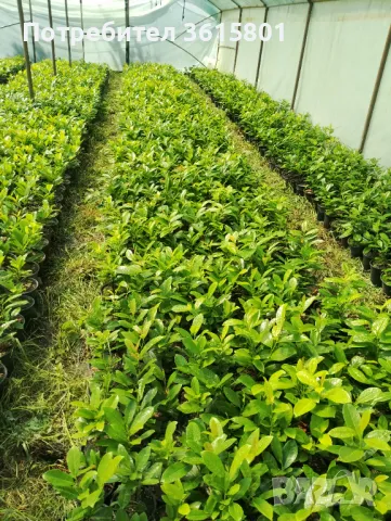 лавровишна 4лв, снимка 3 - Градински цветя и растения - 50394939