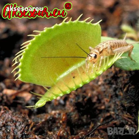 100 семена Венерина мухоловка Dionaea muscipula Семена Мухоловка Бонсай месоядно растение яде насеко, снимка 15 - Сортови семена и луковици - 46364658