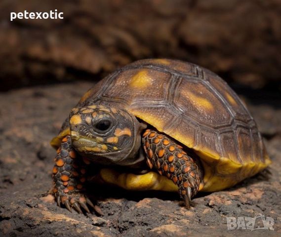 Сухоземна Червенопетниста Костенурка Карбонария - Red-footed tortoise, Chelonoidis carbonarius, снимка 16 - Костенурки - 46069773