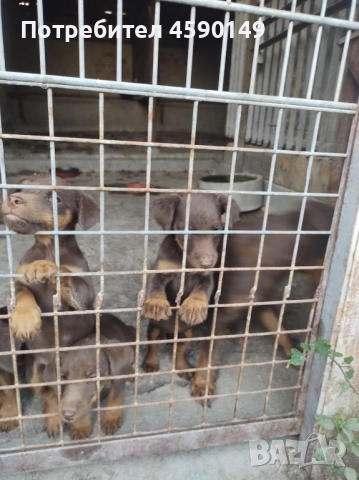 Ягдтериер, снимка 1