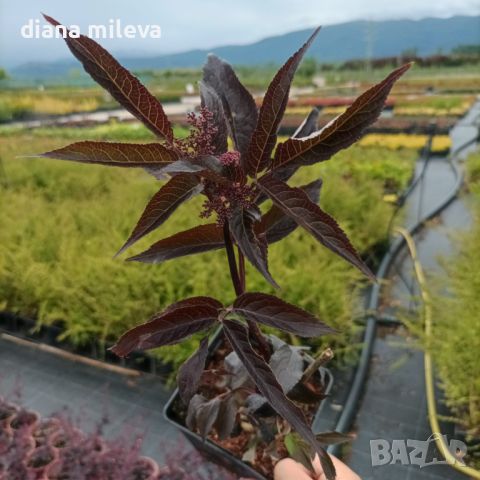 Черен бъз (Черна красавица) /Sambucus nigra Black Beauty/, снимка 5 - Градински цветя и растения - 45559783