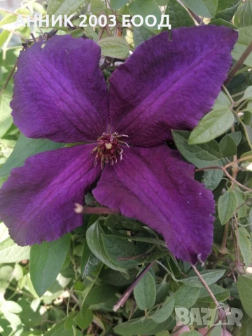 Пасифлора,клематис,незабравка,цезалпиния, снимка 1