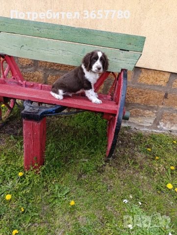 ШПРИНГЕР шпано, снимка 2 - Кокер шпаньол - 54173057