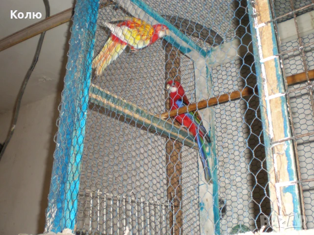 Папагали РОЗЕЛИ , снимка 4 - Папагали - 34851868