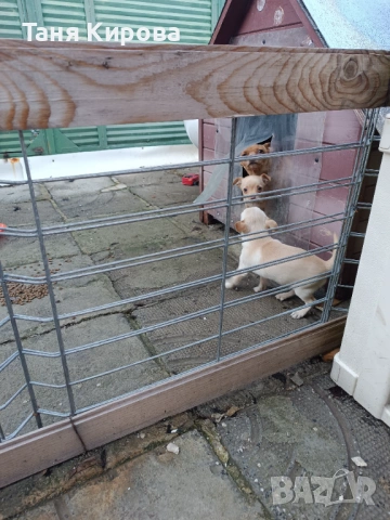 Малки пинчерчета, снимка 3 - Пинчер - 52975157