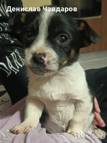 Продавам мини пинчер, снимка 2 - Пинчер - 53637512