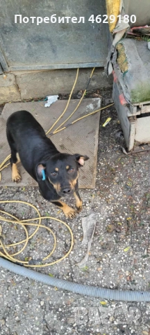 Кученца за осиновяване, снимка 4 - Други - 52132258