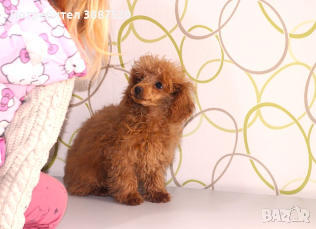 Той пуделчета от родословни родители , снимка 3 - Пудели - 52586544