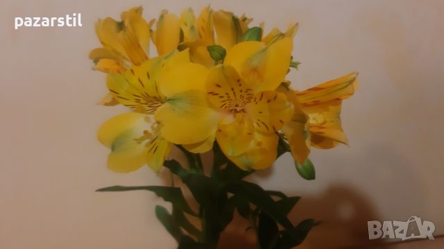 Жълта Алстромерия - градинска, снимка 2 - Градински цветя и растения - 45299389