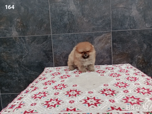 Мъжки Померан. Реални снимки от 01.12.25 г. , снимка 2 - Померан - 52665484