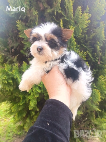 Бивер Йоркширски териер, снимка 6 - Други - 54296398