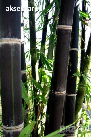 100 бр. бамбукови семена - Phyllostachys nigra - Издръжлив рядък вид вечнозелен черен бамбук, снимка 7 - Сортови семена и луковици - 46470712