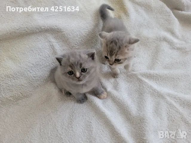 Британски котенца Blue/tortie, снимка 2 - Британска късокосместа - 48299130