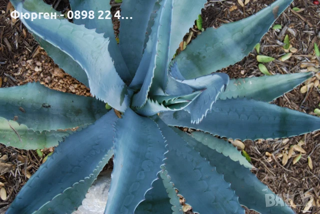 Агаве Американа Блу