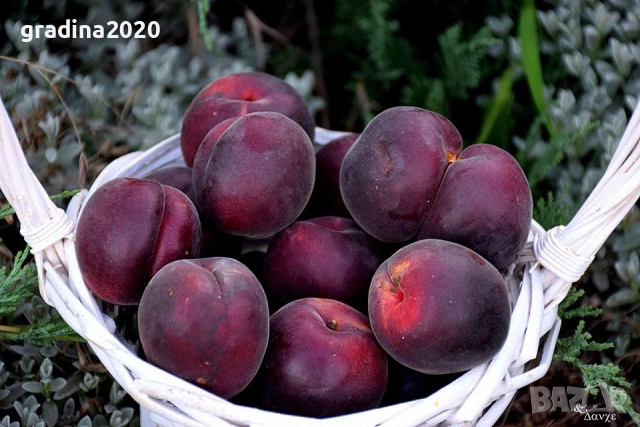 Пламкот (Сливо-кайсиев хибрид), снимка 7 - Разсади - 52172987