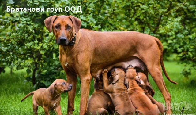 Родезийски риджбек