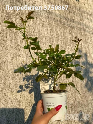 🌹 РОЗА 🌹INES SASTRE® Meiteratol, снимка 6 - Градински цветя и растения - 51189304