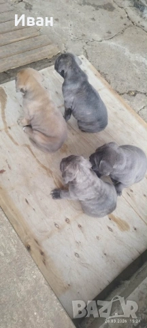 Cane Corso Italiano, снимка 10 - Търси партньор - 53836498